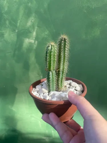 Vasinhos de cactos