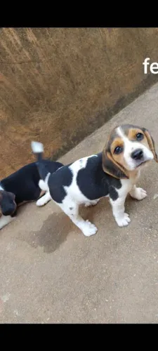 Filhote Beagle, Os peludinhos mais carinhosos estão prontos para te conhecer!