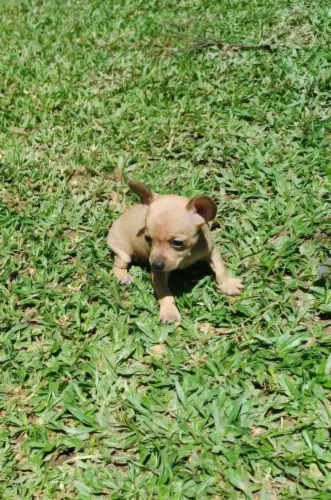 Filhote de pinscher número 0