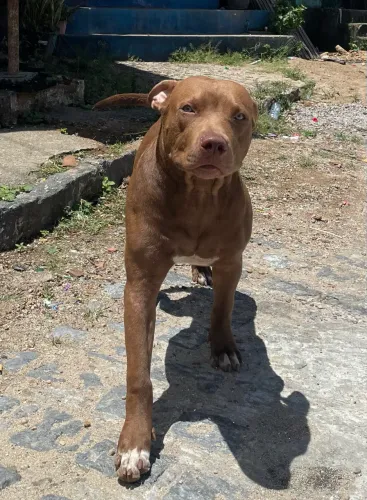 Pitbull