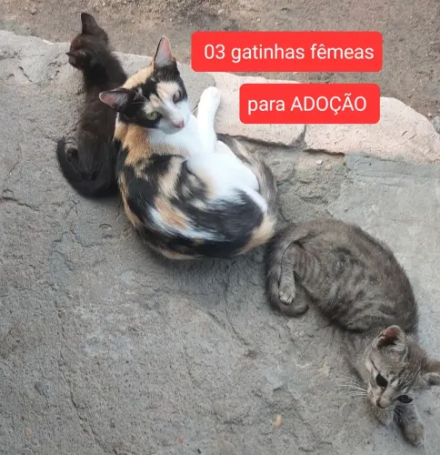 GATINHAS PARA ADOÇÃO RESPONSAVEL. 