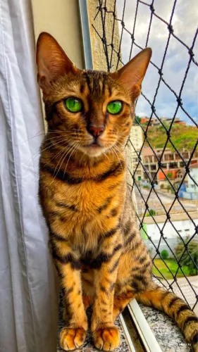 Vende-se Bengal