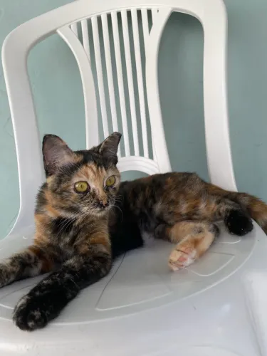 Adoção Fêmea 6 Meses CASTRADA Super Dócil 