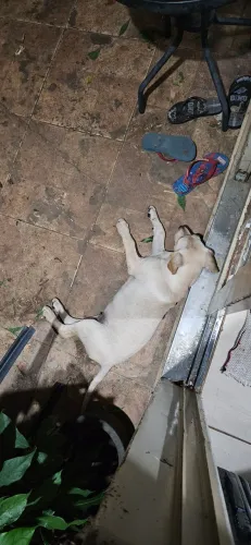Filhote para adoção, cachorro, 5 meses