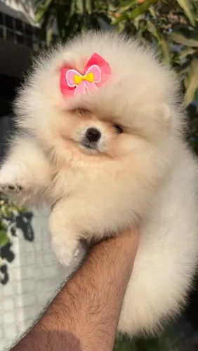 Fêmea Lulu da pomerania