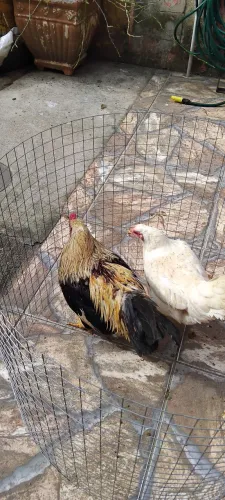 Casal de Galo e Galinha Finos