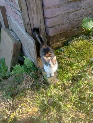Doação de gatinha jovem tricolor