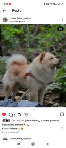 Chow Chow macho disponível para cruzar 