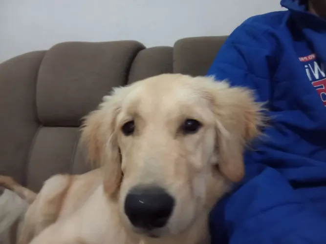 Golden Retriever 