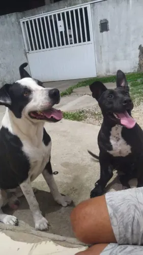 Pitbull