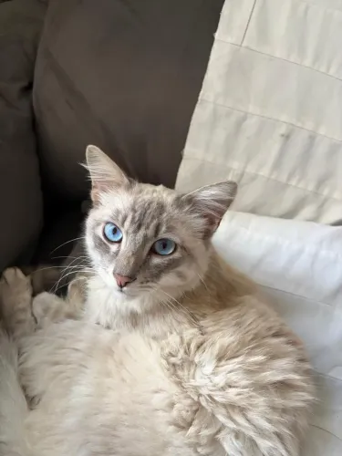 Gato para adoção