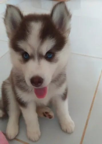 Filhotes de Husky Siberiano Disponíveis - Beleza e Energia em uma Raça Inconfundível!