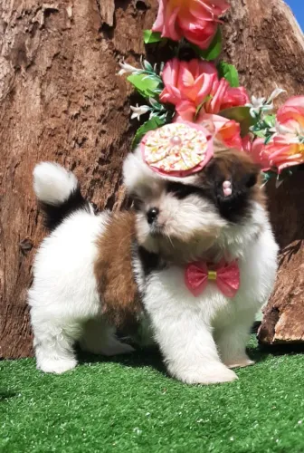 Linda BABY SHIH-TZU ja sendo educadinha entrego vacinada e higienizadinha e entrega gratis