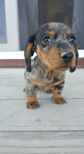 Dachshund: oportunidade perfeita pra quem ama pets