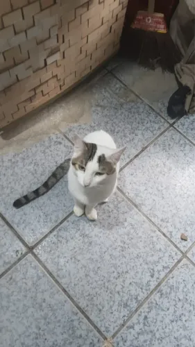 Doação de gatos