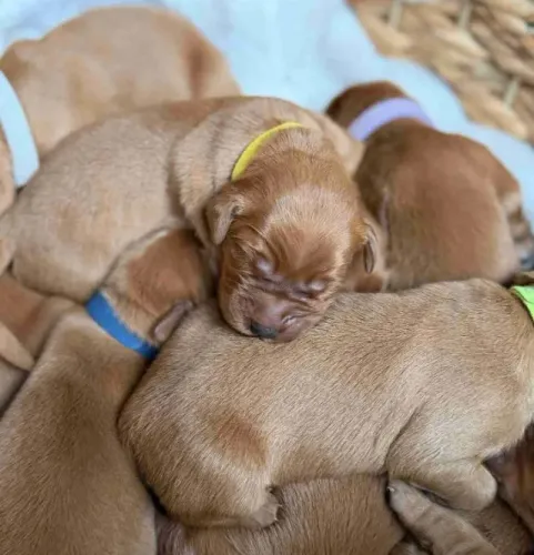 Filhotes de Golden Retriever | Filhotes com olhar apaixonante!