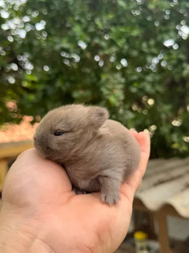 Coelho anao netherland dwarf