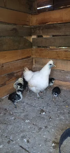 Pintinhos brahma misturado