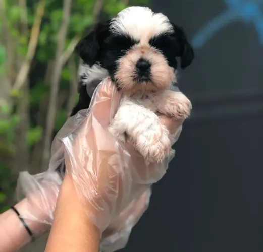 Shihtzu, 48 dias vermifugado