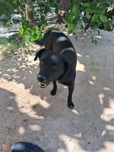 Cachorro p doação