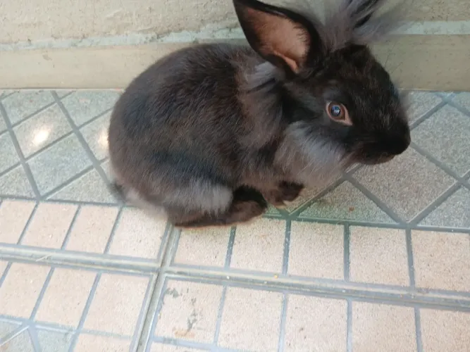 Coelho Mini lion dócil, tem 2 meses