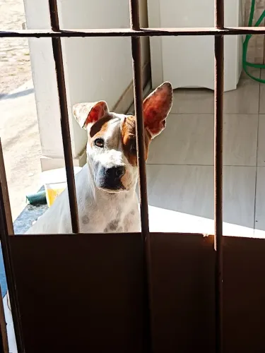 Doação de cadela! muito docil