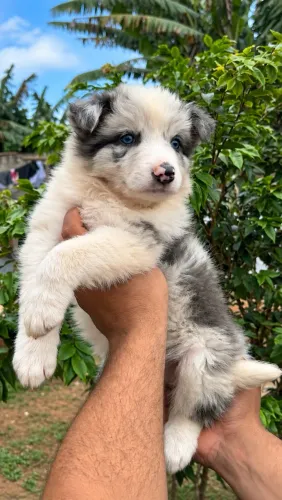Border collie