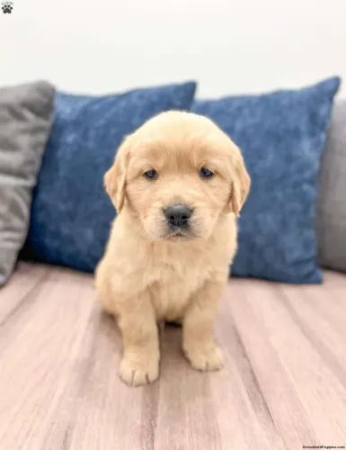 Golden Retriever | Amor em quatro patas a pronta entrega 