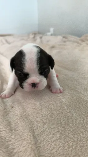 Bulldog francês disponível 