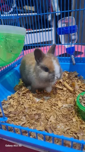 Coelho na cor caramelo com branco 
