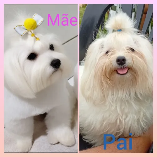 Filhotes de Maltês Micro