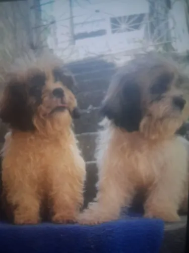 Vendo dois filhotes de shipoo(shitzu/podlee) vermifugados um macho e uma fêmea