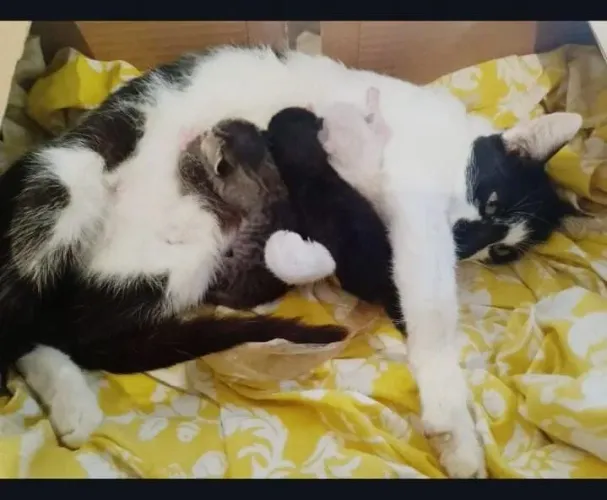 Gatinhos para Doação