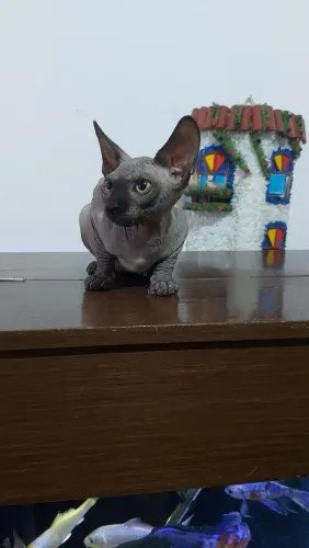 Sphynx Macho Black