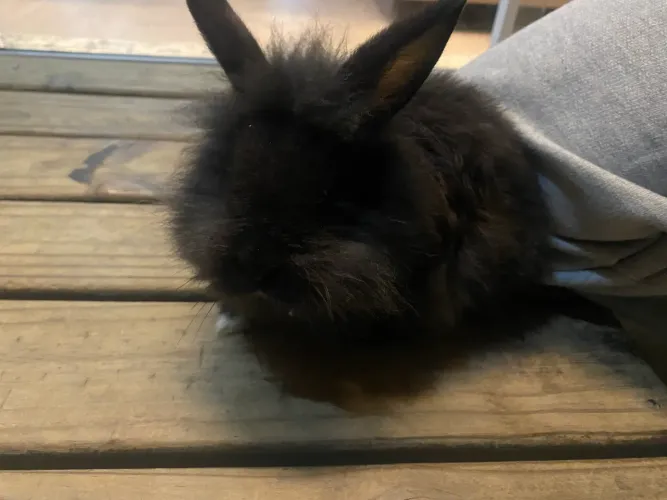 vendo coelhinhos (raça : lyon e mini