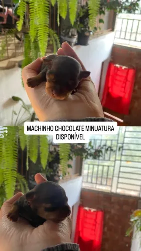 Pinscher chocolate miniatura