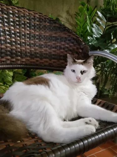 Gatinhos Irmãos Dóceis (Macho e Fêmea - Perderam a Tutora) - Adoção Responsável