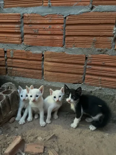Gatinhos para adoção