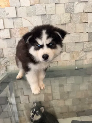 Husky siberiano puro
