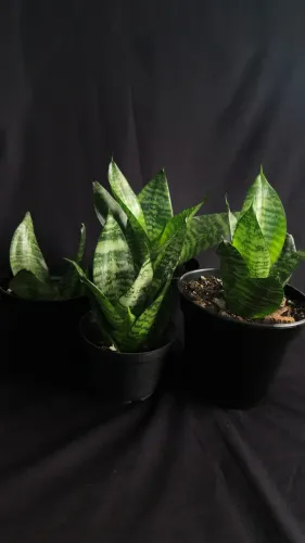 Mini Espada de São Jorge