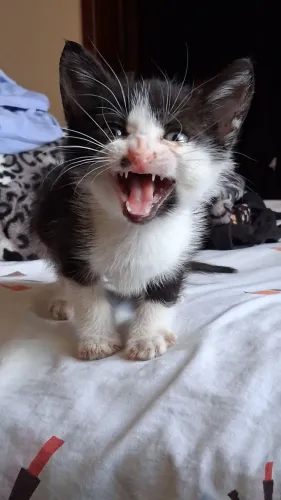 FILHOTE DE GATO PARA ADOÇÃO RESPONSÁVEL