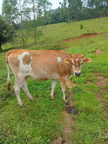 Novilha Jersey