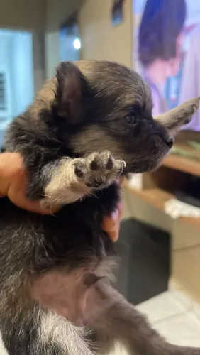 Fofinhos e lindos Lulu da Pomerânia