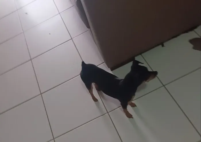Pinscher fêmea