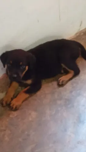Estou vendendo filhotes de rottweiler só restam duas fêmea