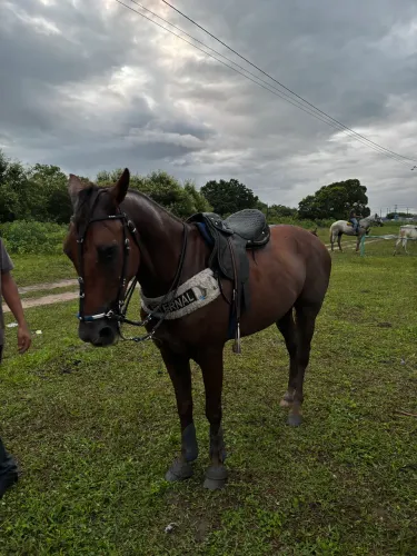 Cavalo de esquerda