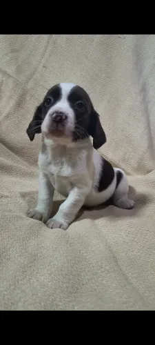 Filhote de Cocker Spaniel X Dachshund