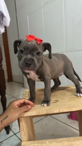 American Bully Fêmea 