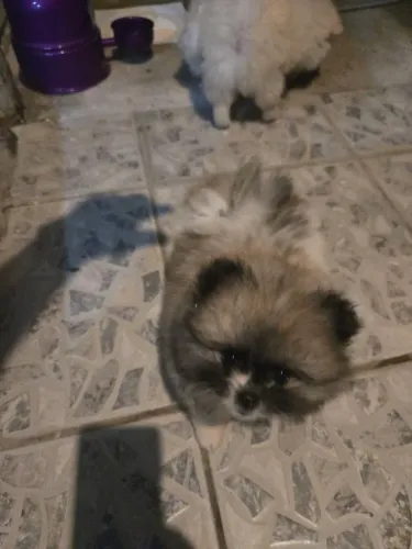 Vendo filhotes de Spitz Alemão