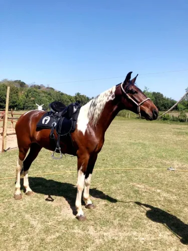 Vendo Cavalo Mangalarga Marchador